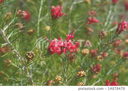 Grevirea Grevirea 14878470