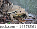 Toad 14878561