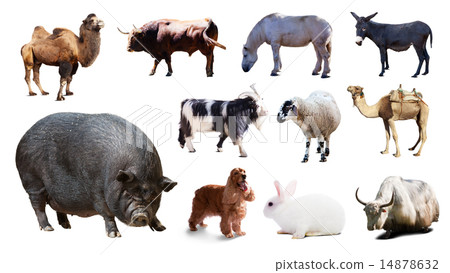 pig and other farm animals. Isolated over white 14878632