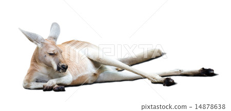 Kangaroo Kangaroo 14878638