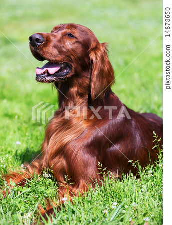 Red Irish Setter lying on grass 14878650