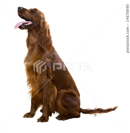 Irish Setter 14878690