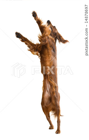 Irish Setter Irish Setter 14878697