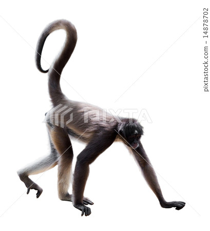 long-haired spider monkey 14878702