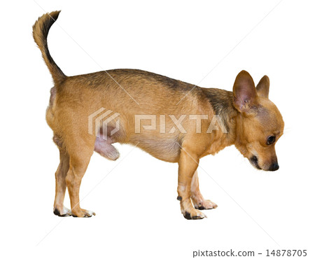 Moscow Toy Terrier 14878705