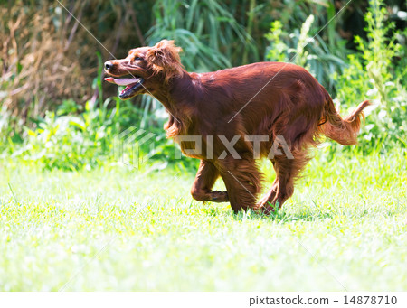 Red Setter running on grass 14878710