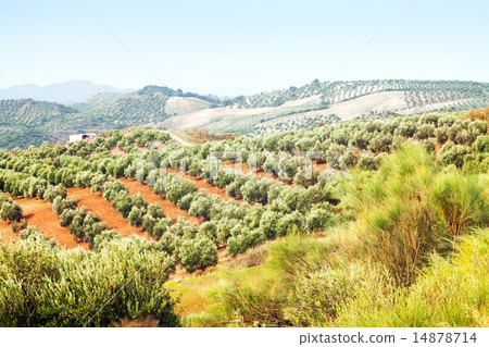 landscape with Olives plants 14878714