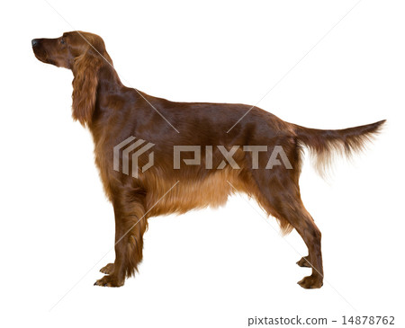 Side view of Standing female red irish Setter 14878762