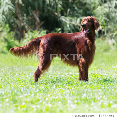 Irish Setter standing on grass 14878765