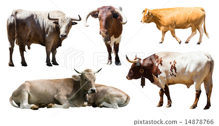bulls and cows over white 14878766
