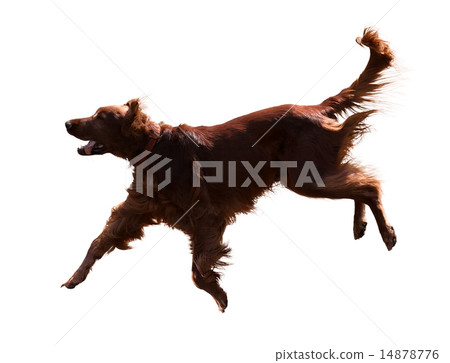 Irish Setter 14878776