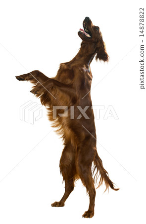 Irish Setter 14878822