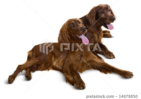 Couple of Irish Setters 14878850