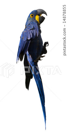 Hyacinth macaw Hyacinth macaw 14878855