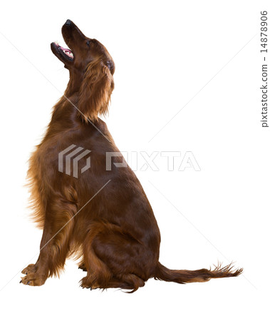 Irish Setter Irish Setter 14878906
