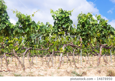 Vineyards in summer day Vineyards in summer day 14878950