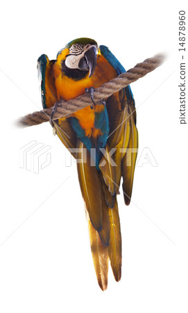 Blue and yellow Macaw 14878960