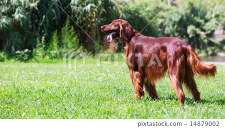 Red Irish Setter 14879002