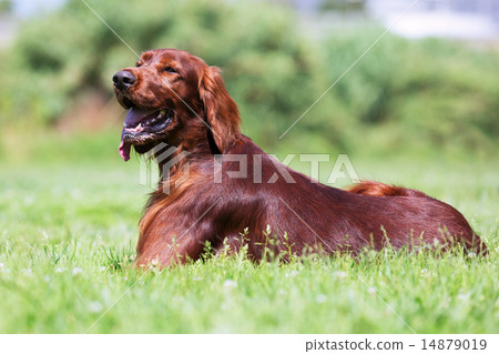 Red Setter lying on grass Red Setter lying on grass 14879019