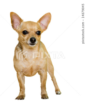 Russkiy Toy 14879045