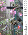 Swallowtail butterfly in herbs 14880999