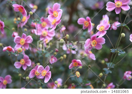 打破碗花花 14881065