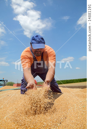 Agriculture, wheat harvest 14881191