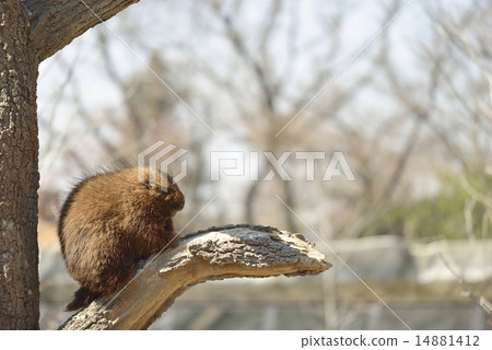 Canada porcupine Canada porcupine 14881412