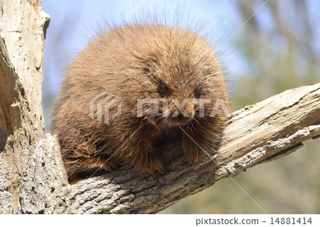 Canada porcupine Canada porcupine 14881414