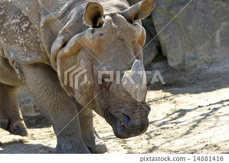 Indian Ring 14881416