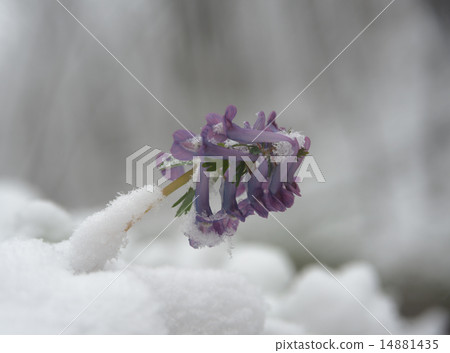 Corydalis flower surrounded with snow 14881435