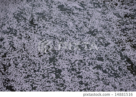 花筏(岩倉市Gojo河) 花筏(岩倉市Gojo河) 14881516