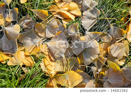 Fall frozen ginkgo leaves 14881562