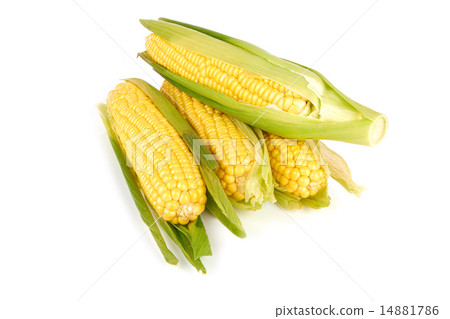 corn 14881786