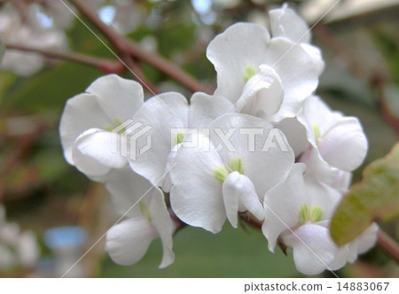 Harden Bergia Harden Bergia 14883067