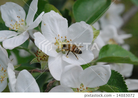 Apple flowers and bees 14883072