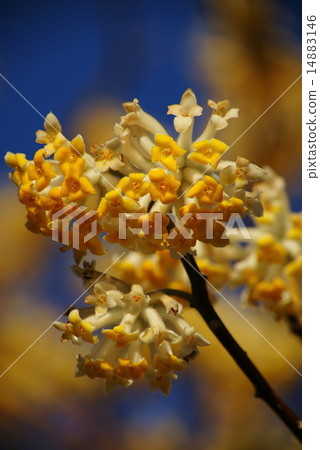 Three flowers Three flowers 14883146