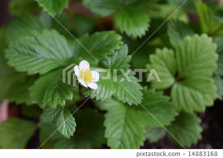 野草莓 14883168