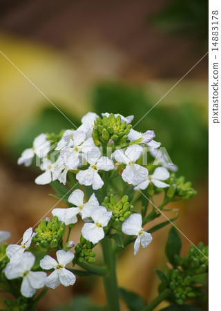 讓我們為購買者提供易於理解的標題。 14883178