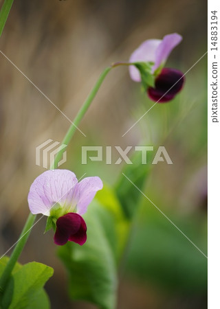 Sayaka daisuke Sayaka daisuke 14883194