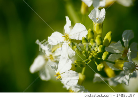 Daikon花 14883197