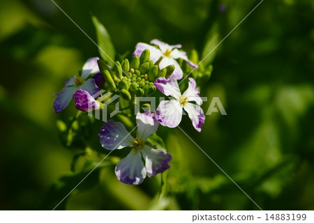 Daikon flower 14883199