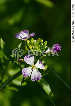 Daikon flower 14883201