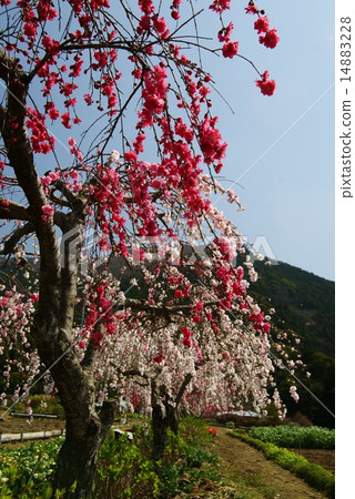 A weeping flower A weeping flower 14883228