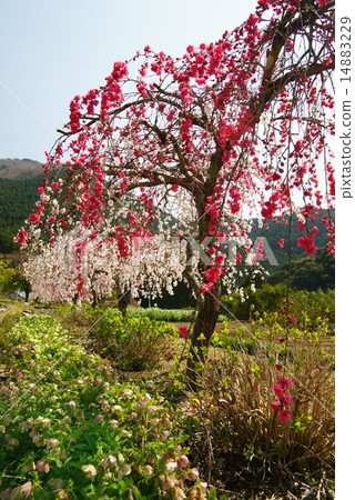 A weeping flower 14883229