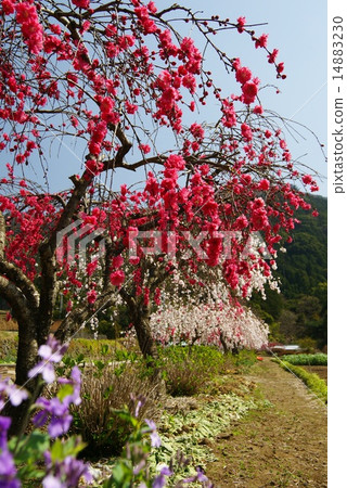 一朵哭泣的花 14883230