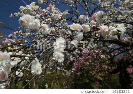 A weeping flower 14883231