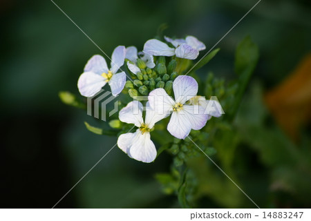 Daikon花 Daikon花 14883247