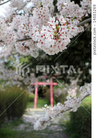 櫻花和神社 14883269