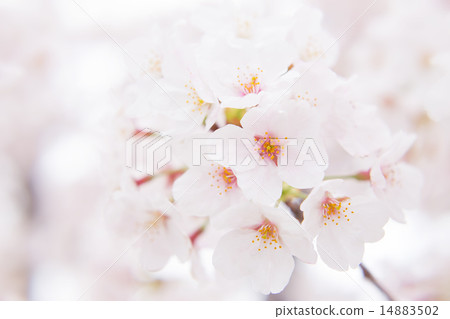 Cherry Blossoms Cherry Blossoms 14883502